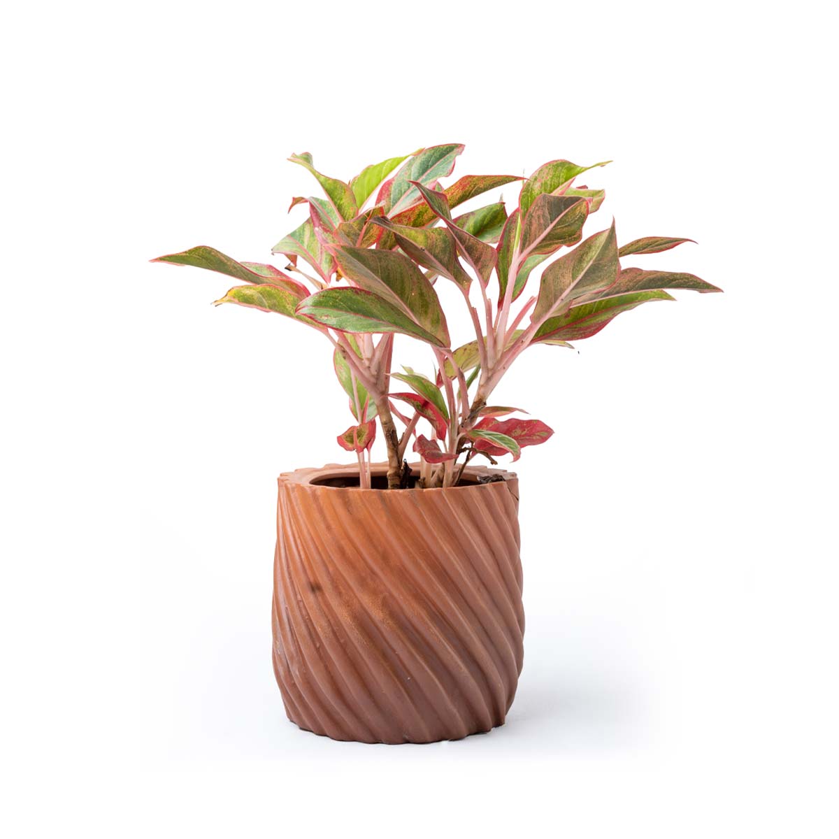 Lined Clay Pot
