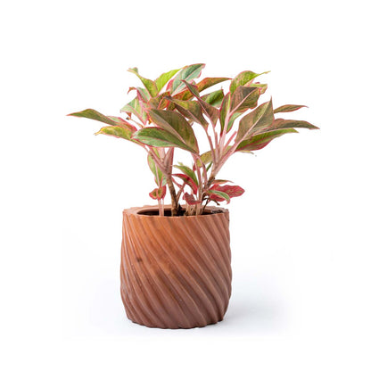 Lined Clay Pot