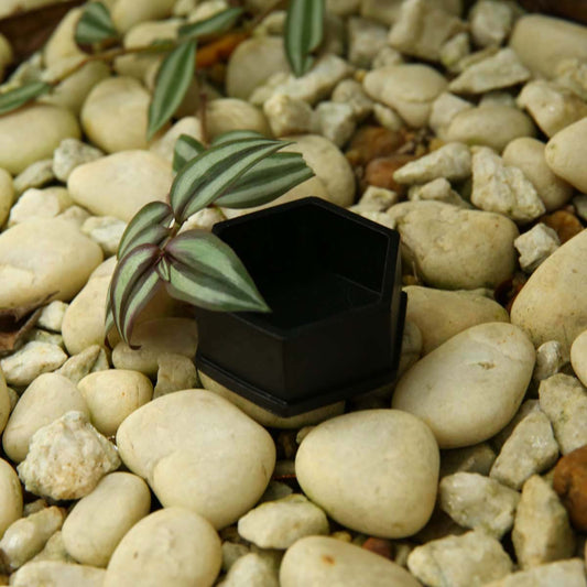 Black Hexagon Planter