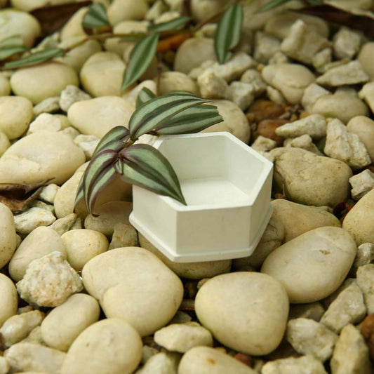 White Hexagon Planter