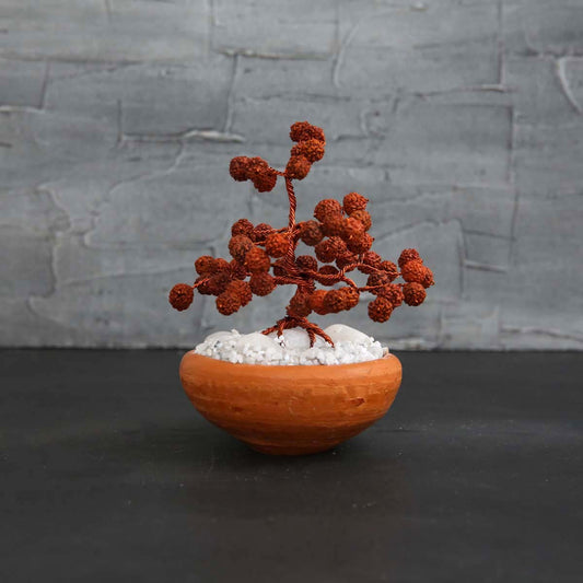 Miniature Rudraksha Tree