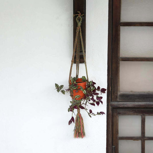 Mixed Plant Hanger