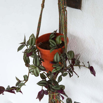 Mixed Plant Hanger