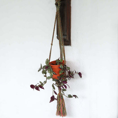 Mixed Plant Hanger